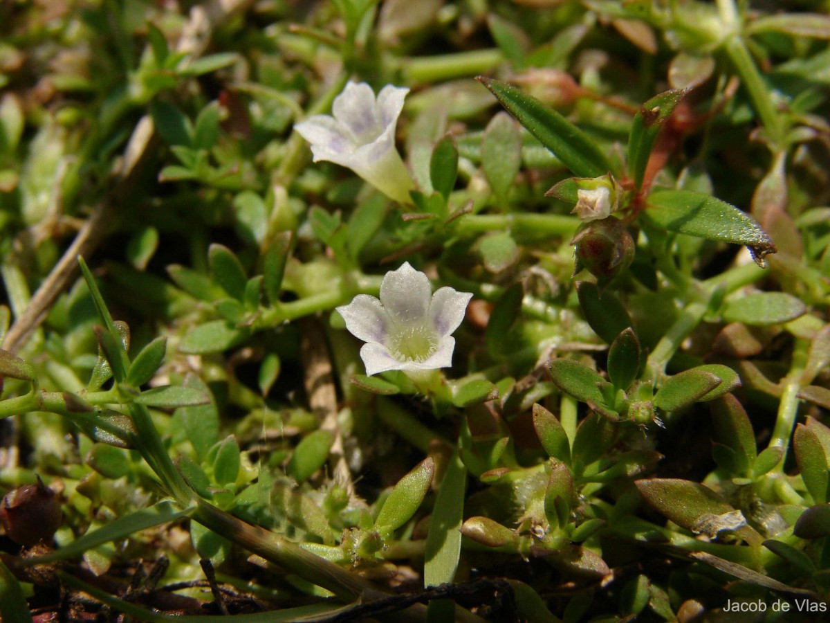 Dentella repens (L.) J.R.Forst. & G.Forst.